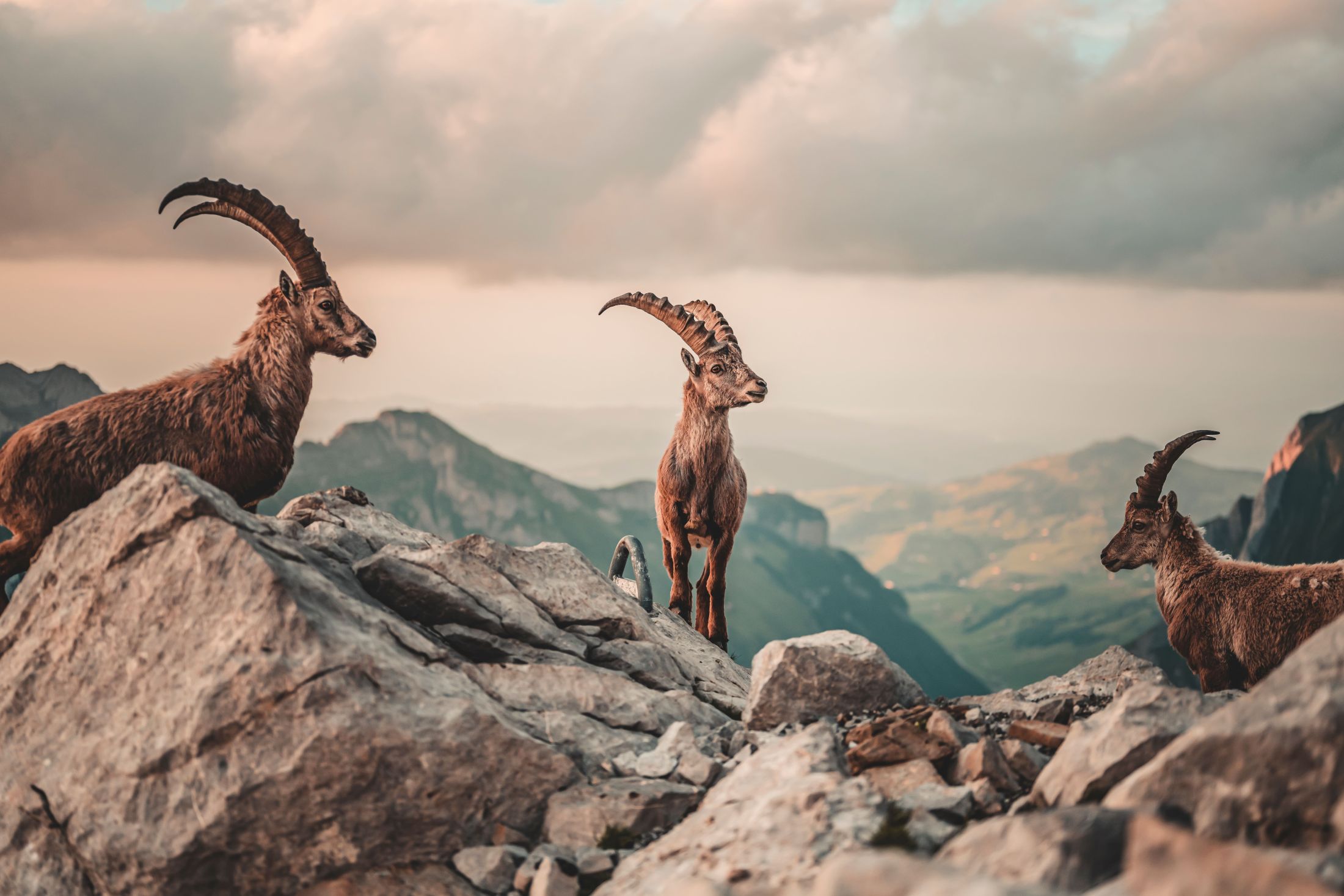 Ibex country · Ortler Alps